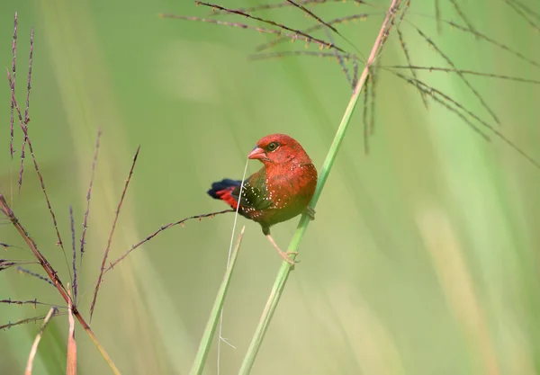 Pássaro Vermelho Bonito Avadavat Vermelho Amandava Amandava Empoleirado Ramo Tomado — Fotografia de Stock