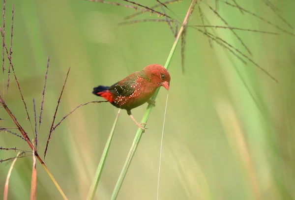 Piękny Czerwony Ptak Czerwony Avadavat Amandava Amandava Siedzący Gałęzi Zrobionej — Zdjęcie stockowe