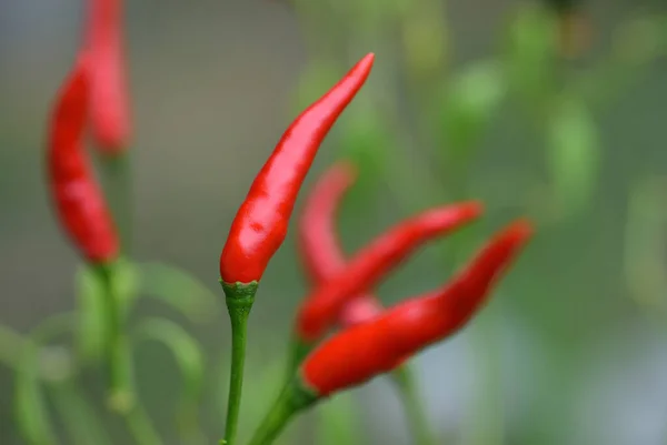 Fresh red chillies growing in the vegetable garden,Thailand