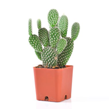 Kaktüs beyaz arkaplanda izole