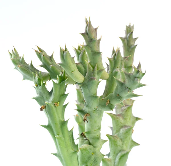 Cactus Aislado Sobre Fondo Blanco — Foto de Stock