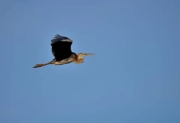 Hon Flyger Här Färgglada Natur Bakgrund Lila Härold — Stockfoto