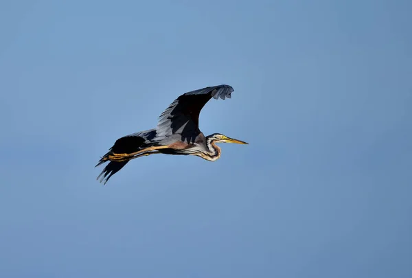 Hon Flyger Här Färgglada Natur Bakgrund Lila Härold — Stockfoto