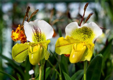 Viyana 'daki orkideler sergisi dilli bir çift orkide.