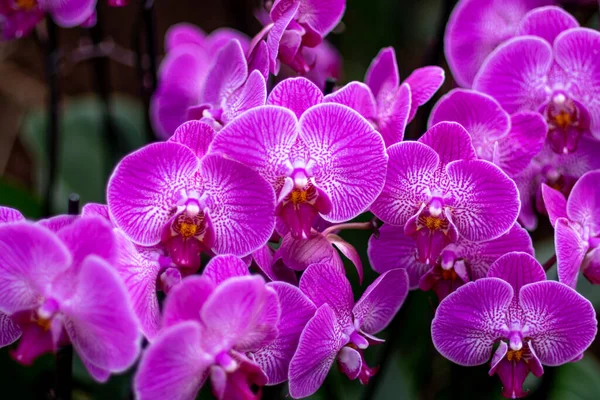 Ramo Orquídeas Exposición Orquídeas Viena Fotos De Stock