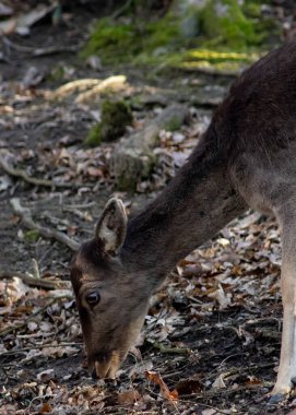 Orman parkında geyik yerde bir şeyler yiyor.