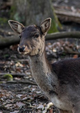 Orman parkında geyik beni izliyor.