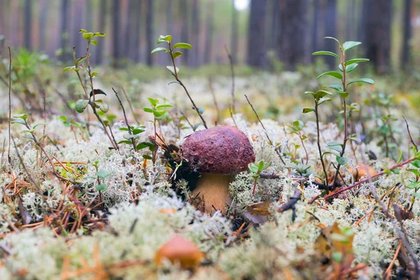 White mushroom in a forest glade. — Stock Photo, Image