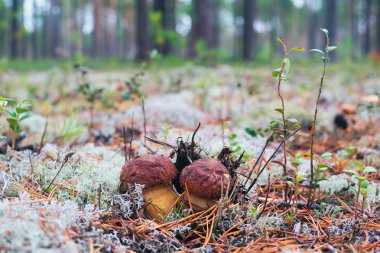 İki beyaz mantar dışarı yosun altından bakmak.