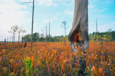 Bataklıkta bir çam kuru gövde.