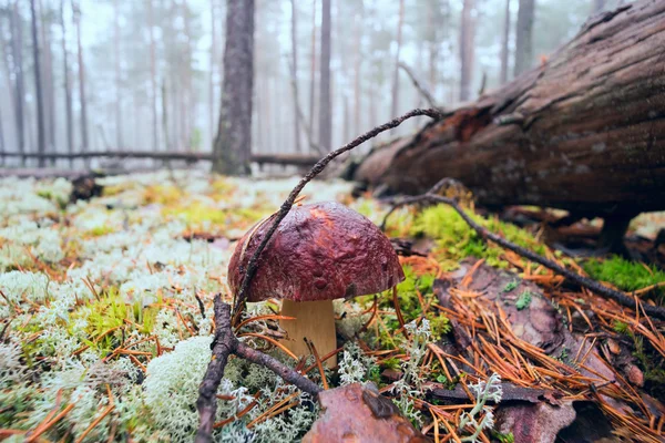 Borovik near the fallen tree. — Stock Photo, Image