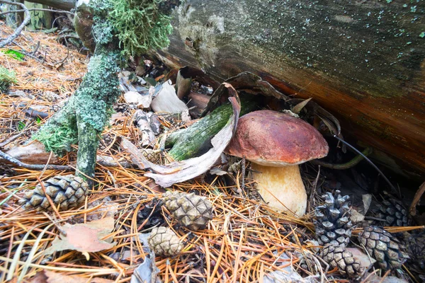 White fungus has grown under a log . — Stockfoto