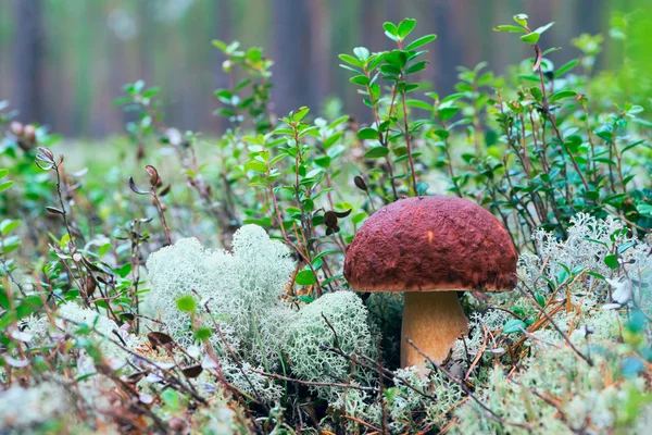 Borovik växte upp i mossan i skogen. — Stockfoto