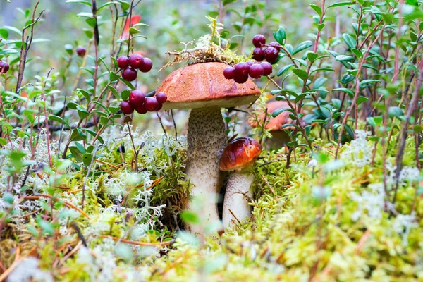 Två orange-cap boletus bland Odon bär. — Stockfoto