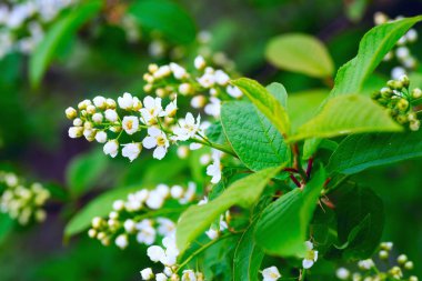 Taze çiçekler kuş kiraz