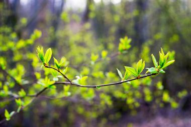 Şubenin ilk yaprakları