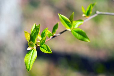 Kuş kiraz genç yaprakları.