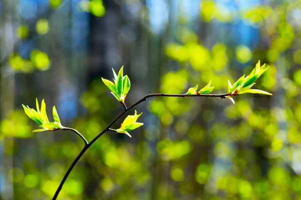春の枝に最初の葉. — ストック写真