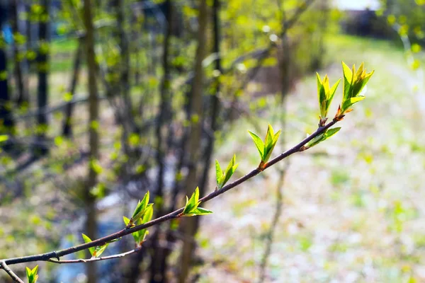 버드 체리의 어린 잎. — 스톡 사진