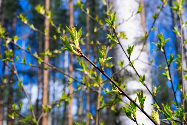 버드 체리의 어린 잎. — 스톡 사진