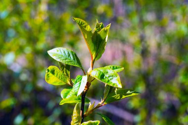 Kuş kiraz genç yaprakları.