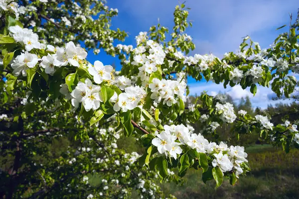 Blommande gren av päron skog . — Stockfoto