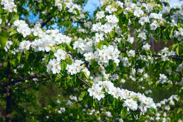 Dzikie kwiaty gruszy na wiosnę . — Zdjęcie stockowe