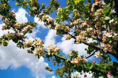 Çiçek açan elma ağacı .