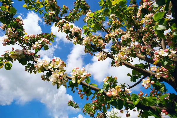 Çiçek açan elma ağacı .