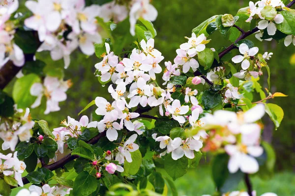 Blooming Apple tree . — Stock Photo, Image