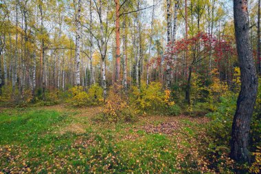 Kırmızı ash ile ormanda sonbahar manzara.