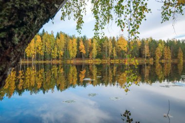 Huş ağacı göle bükülmüş. Sonbahar manzara