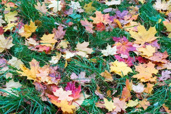 Folhas de bordo caídas deitadas na grama — Fotografia de Stock