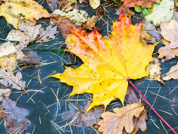 Uma folha de bordo está entre as folhas caídas — Fotografia de Stock