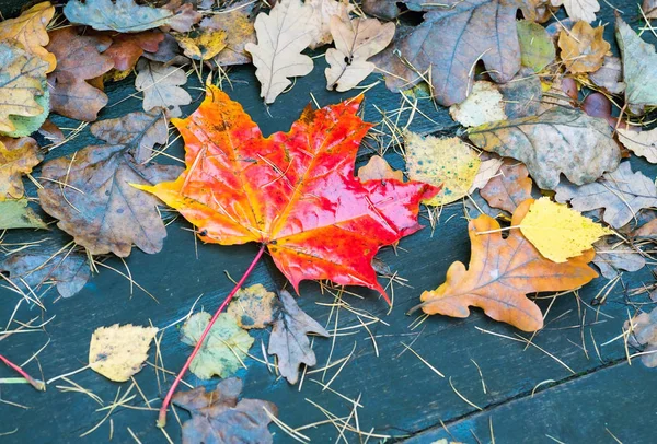 Folha de bordo vermelho encontra-se entre as folhas caídas — Fotografia de Stock