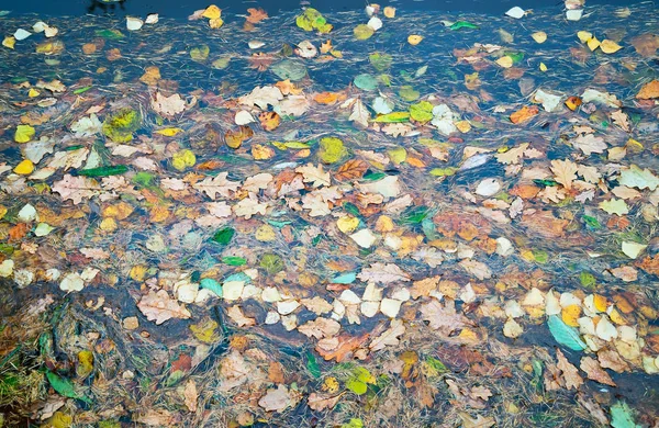 Folhas secas flutuam na superfície da água — Fotografia de Stock