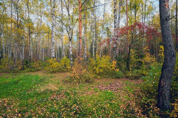 Őszi táj az erdőben a vörös kőris. — Stock Fotó
