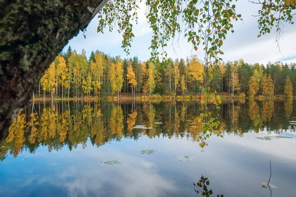 Kmeni břízy se sklonil k jezeru. Podzimní krajina — Stock fotografie