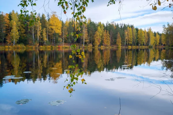 Huş ağacı yaprakları Gölü nün su üstünde ile dalları. Sonbahar manzara