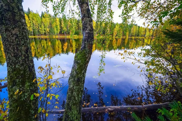 Березы с листьями над водой озера. Осенний пейзаж — стоковое фото
