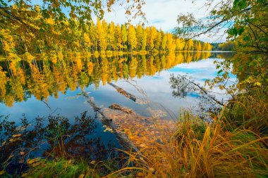 Parlak güneşin sarı ağaçlar gölün altını çizdi. Sonbahar manzara