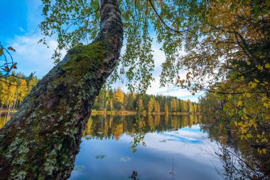 Göl su üzerinde asılı huş ağacı. Sonbahar manzara
