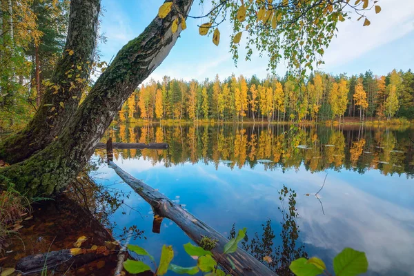 Huş ağacı göle bükülmüş. Sonbahar manzara