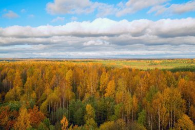 Beyaz bulutların üzerinde sarı ağaçlar, yüksekliği görünümden. Sonbahar manzara .