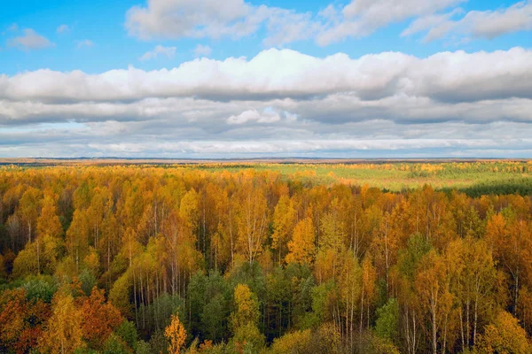 Beyaz bulutların üzerinde sarı ağaçlar, yüksekliği görünümden. Sonbahar manzara .
