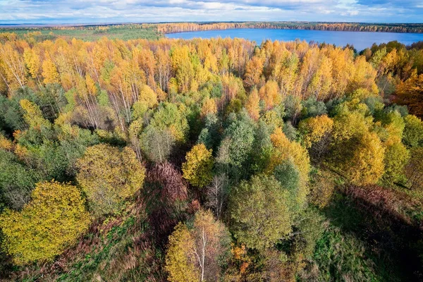 Sonbahar orman, yüksekliği görünümden. Sonbahar manzara .