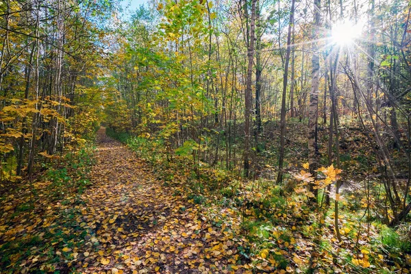 Parlak güneş ile sonbahar ormandaki sarı yaprakları ile mayınları yolu.