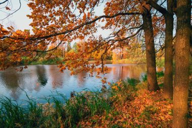 Sonbaharda gölde ışığında meşe dalları.