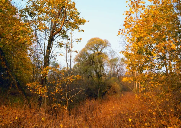 Herbstwald gelbe Bäume an einem sonnigen Tag. — Stockfoto