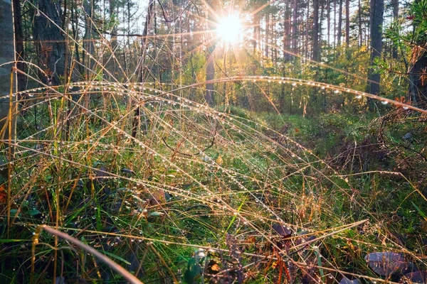 Tautropfen auf dem Gras in der Sonne . — Stockfoto